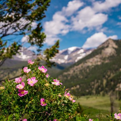 blooming-bush-of-a-wild-rose-summer-nature-of-the-2026-03-26-00-35-48-utc blooming-bush-of-a-wild-rose-summer-nature-of-the-2026-03-26-00-35-48-utc